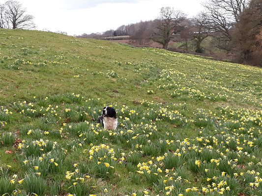 Gerry in the wild Daffodils nearby